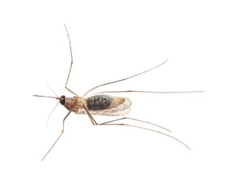 Photo of Macro photo of mosquito on white background