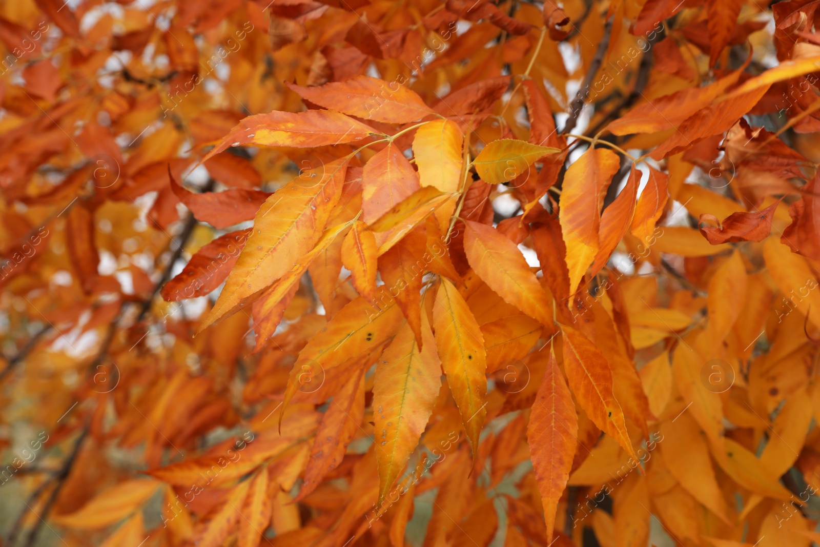 Photo of Tree with bright leaves outdoors on autumn day