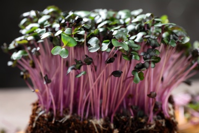 Fresh organic microgreen growing in soil, closeup view