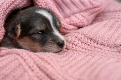 Cute puppy lying on pink knitted blanket, closeup. Space for text