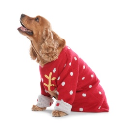 Adorable Cocker Spaniel in Christmas sweater on white background