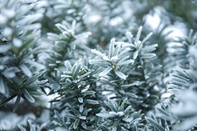 Photo of Plant leaves covered with hoarfrost outdoors on cold winter morning, closeup