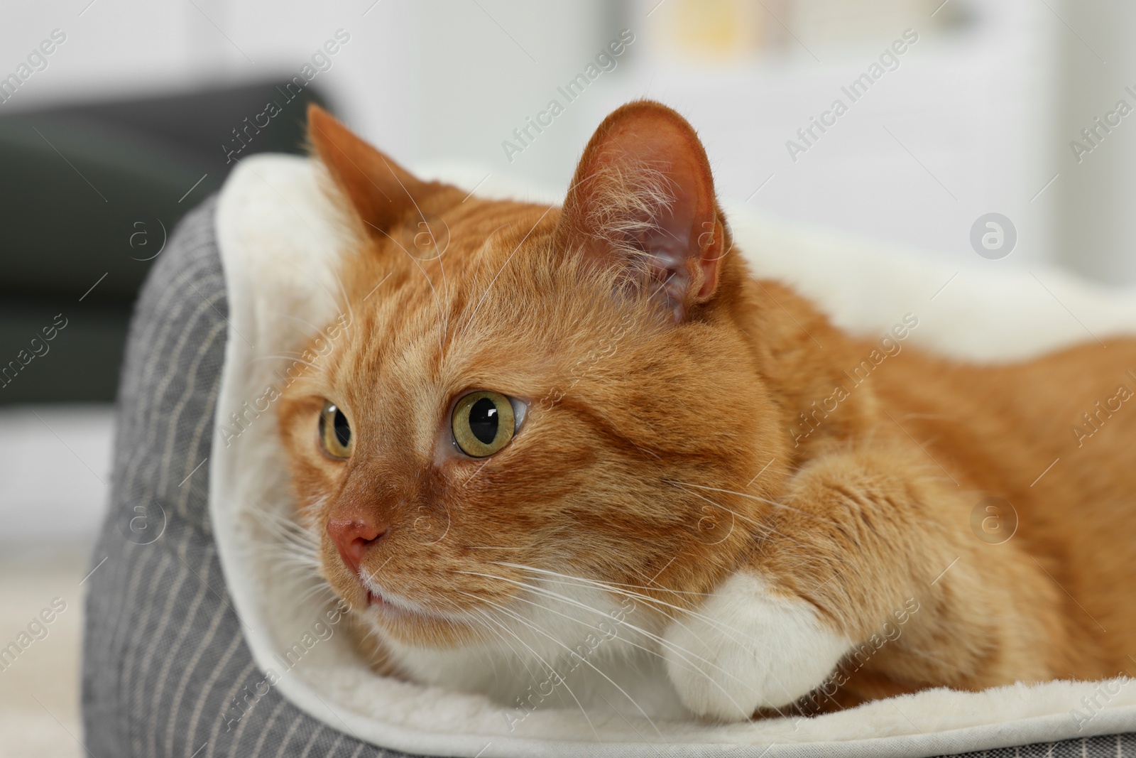 Photo of Cute ginger cat lying on pet bed at home, closeup