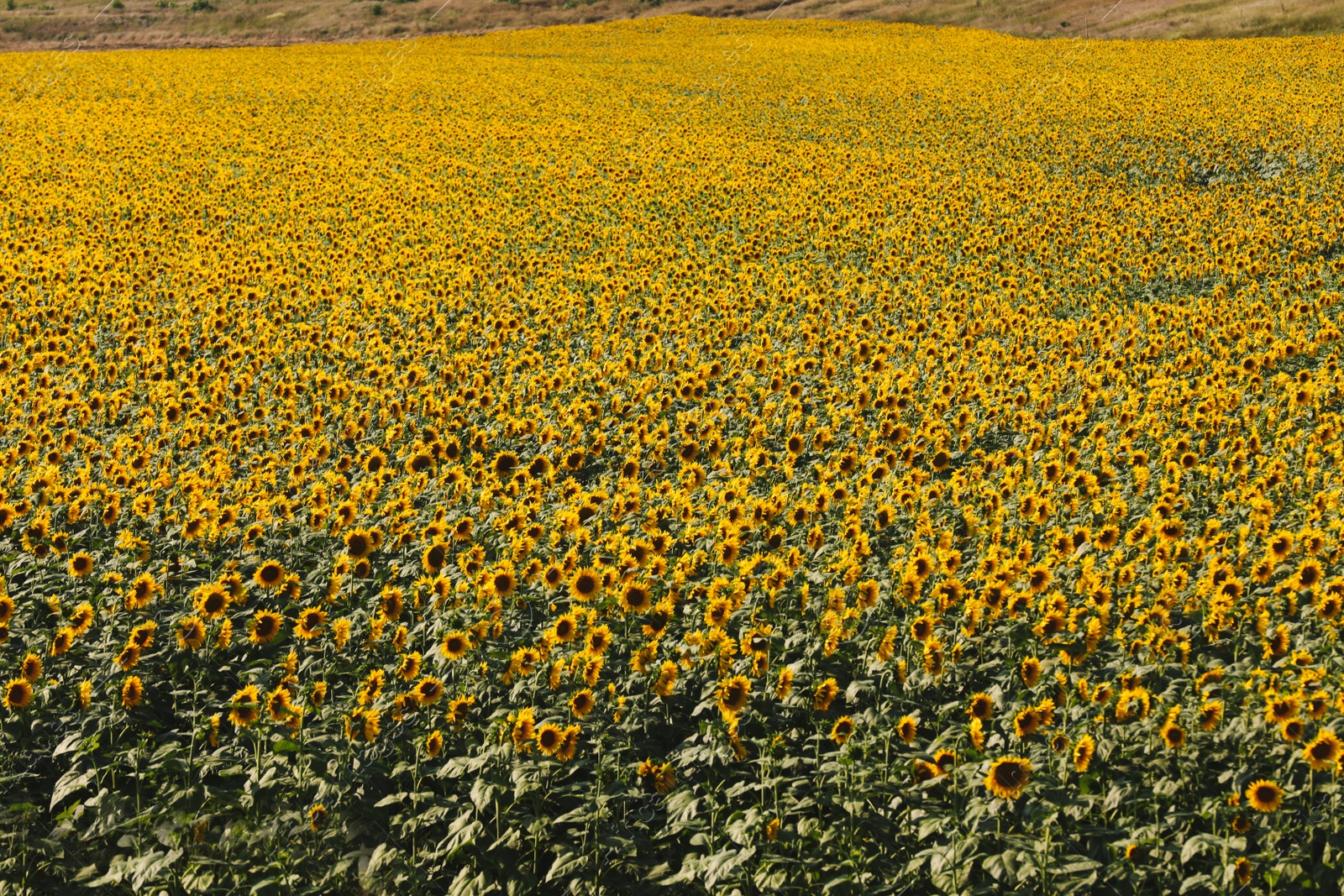 Photo of Beautiful view of field with yellow sunflowers