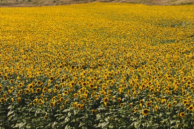 Beautiful view of field with yellow sunflowers