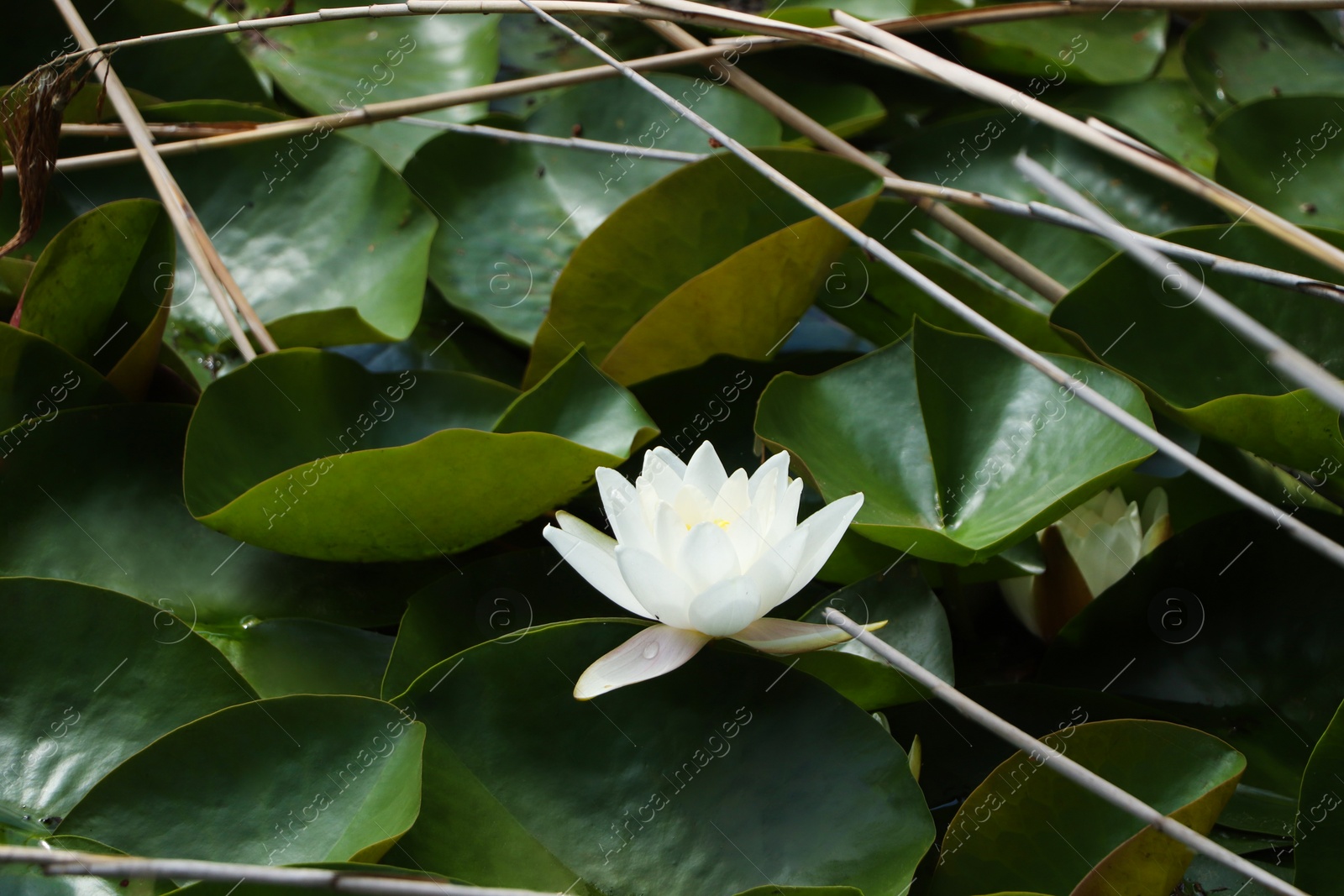 Photo of Beautiful white lotus flower and leaves in pond