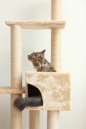 Photo of Adorable Maine Coon on cat tree at home