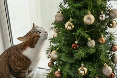 Photo of Cute cat on window sill looking at Christmas tree at home. Funny pet