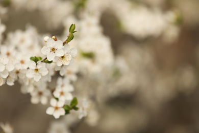 Closeup view of blossoming tree outdoors on spring day