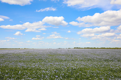 Beautiful view of blooming flax field on summer day