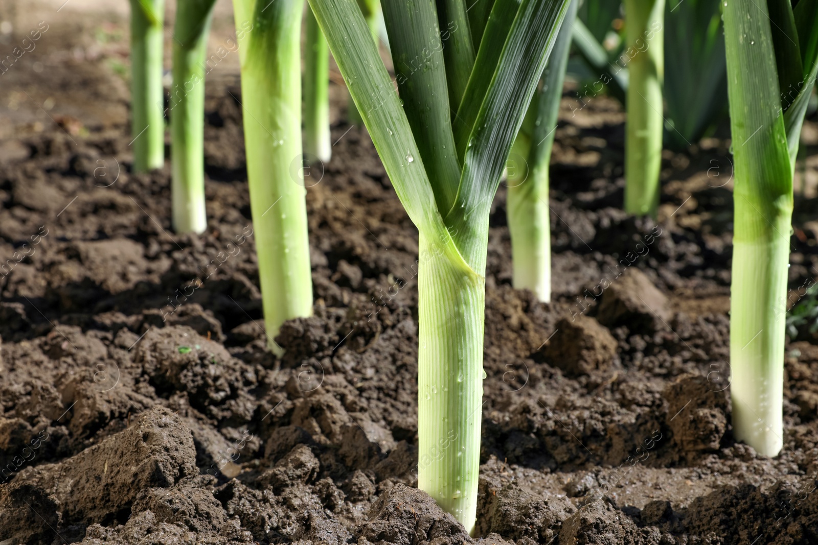 Photo of Fresh green leeks growing in field on sunny day