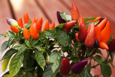 Photo of Capsicum Annuum plants. Potted rainbow multicolor chili peppers on wooden table outdoors, closeup