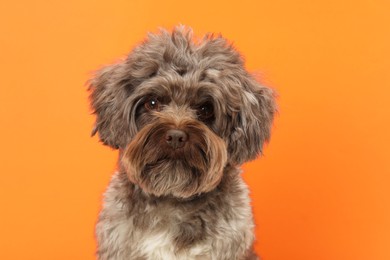 Cute Maltipoo dog on orange background. Lovely pet