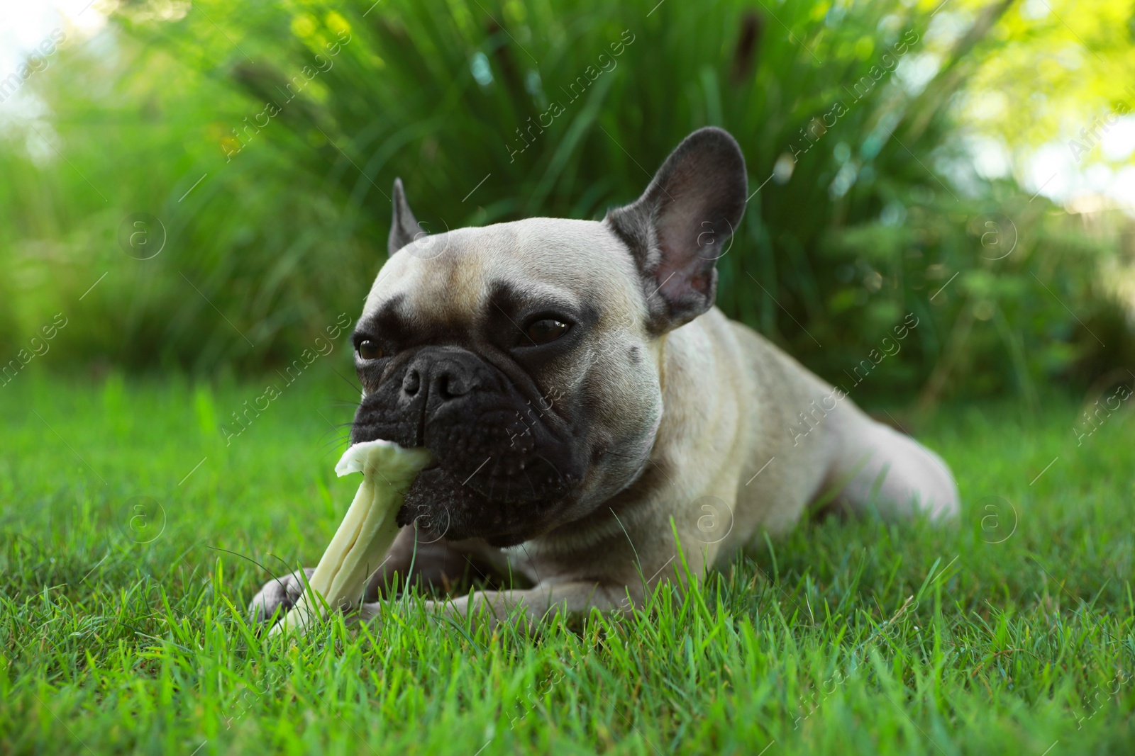 Photo of Cute French bulldog gnawing bone treat on green grass outdoors. Lovely pet