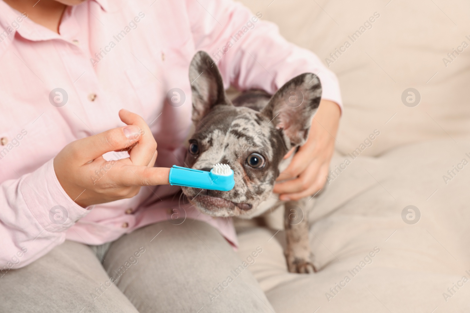 Photo of Woman with finger toothbrush near dog on sofa at home, closeup