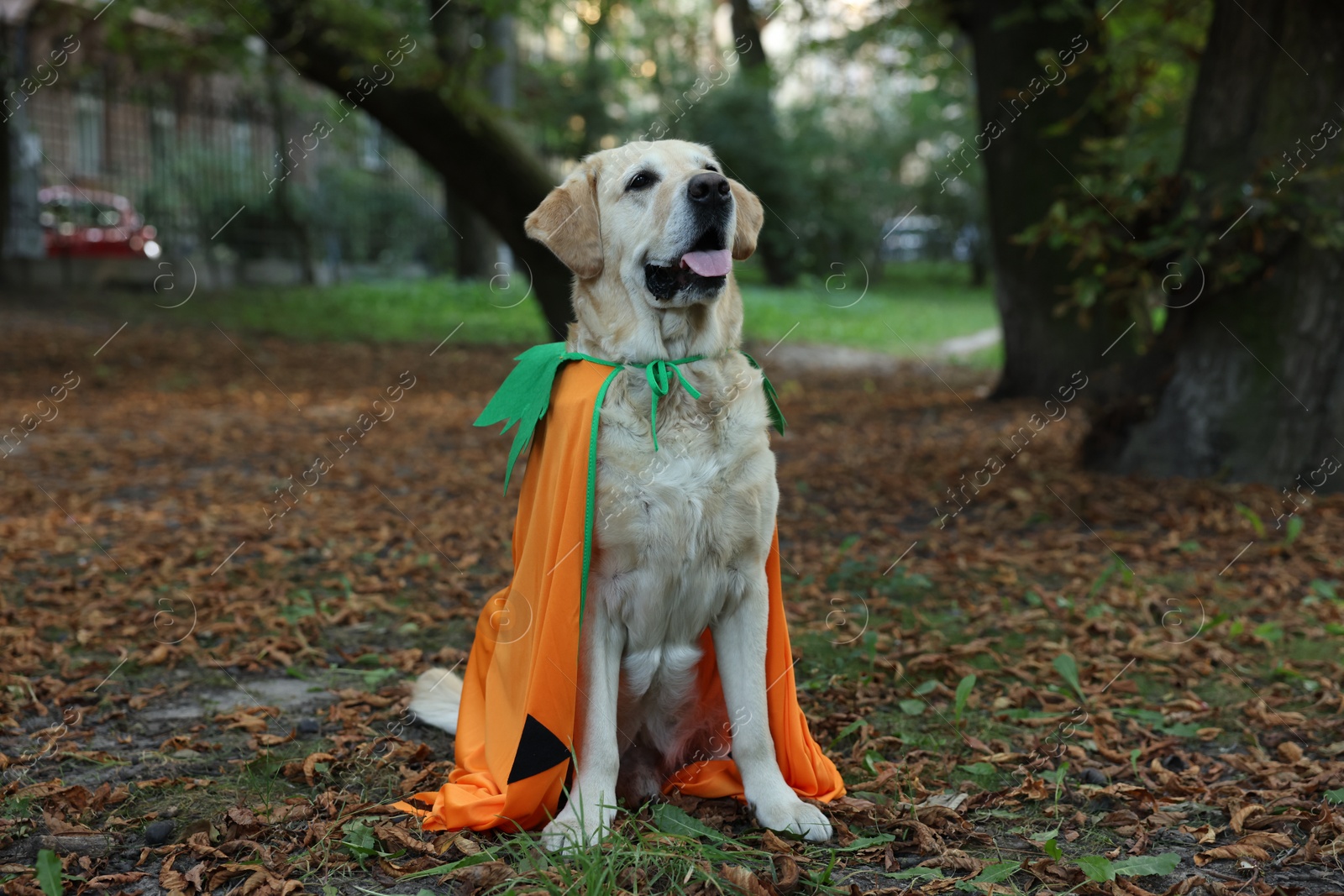 Photo of Cute Labrador Retriever dog wearing Halloween costume in autumn park