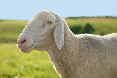 Cute sheep grazing outdoors on sunny day. Farm animal