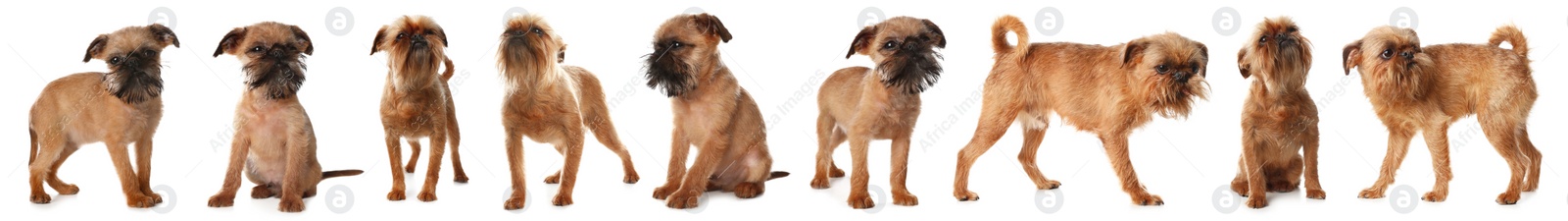 Image of Collage with photos of cute dog on white background. Banner design