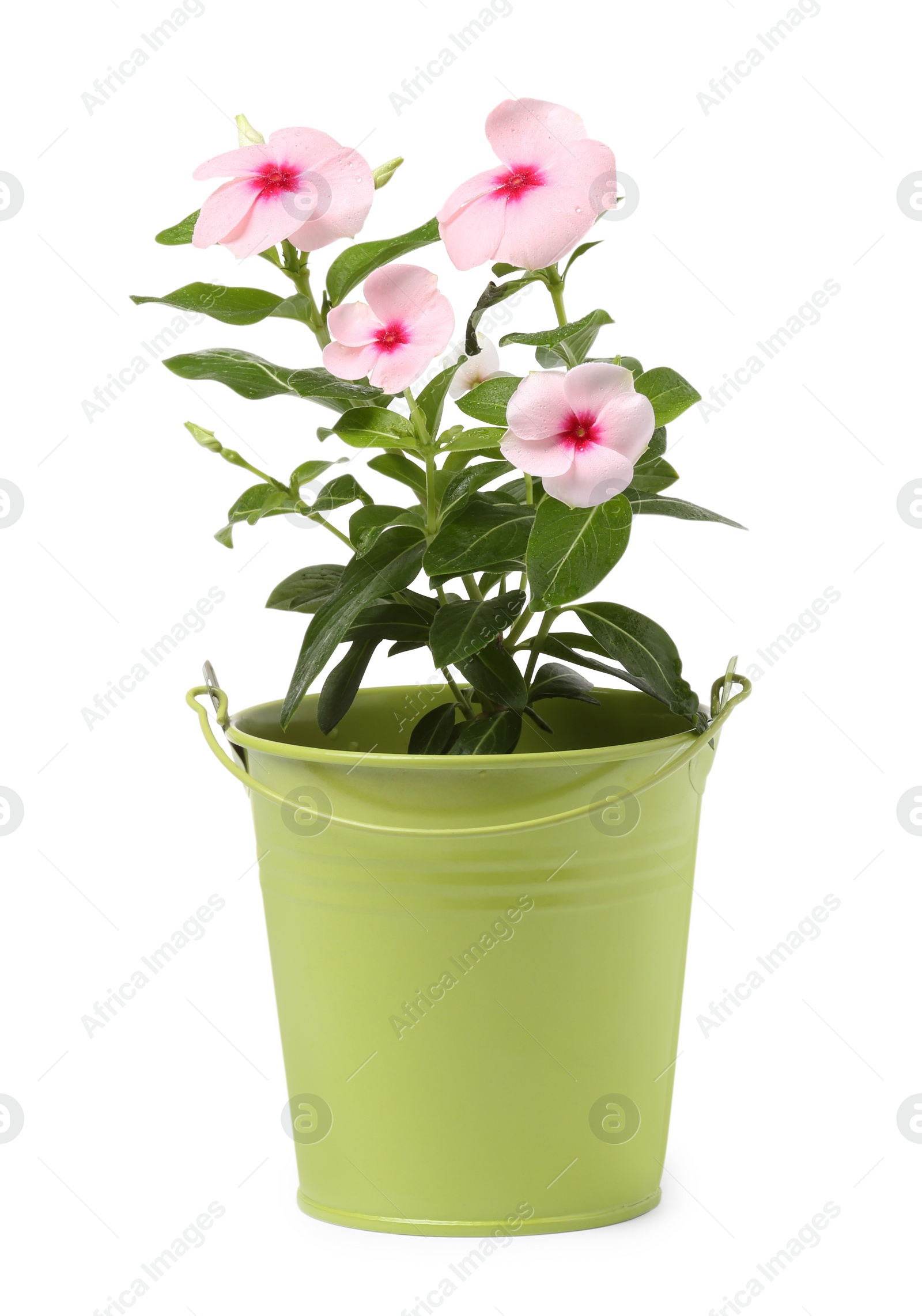 Photo of Catharanthus roseus in green flower pot isolated on white