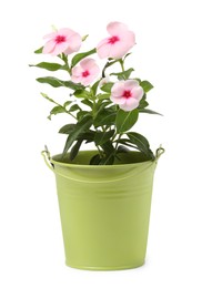 Photo of Catharanthus roseus in green flower pot isolated on white