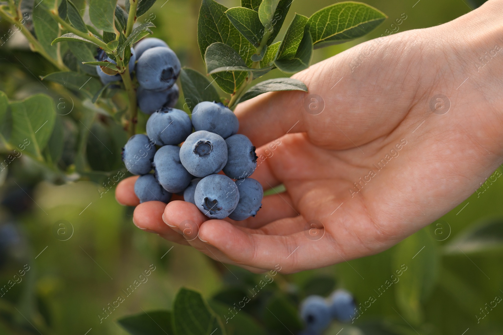 Photo of Woman picking up wild blueberries outdoors, closeup. Seasonal berries