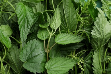 Photo of Fresh stinging nettle leaves as background, closeup view