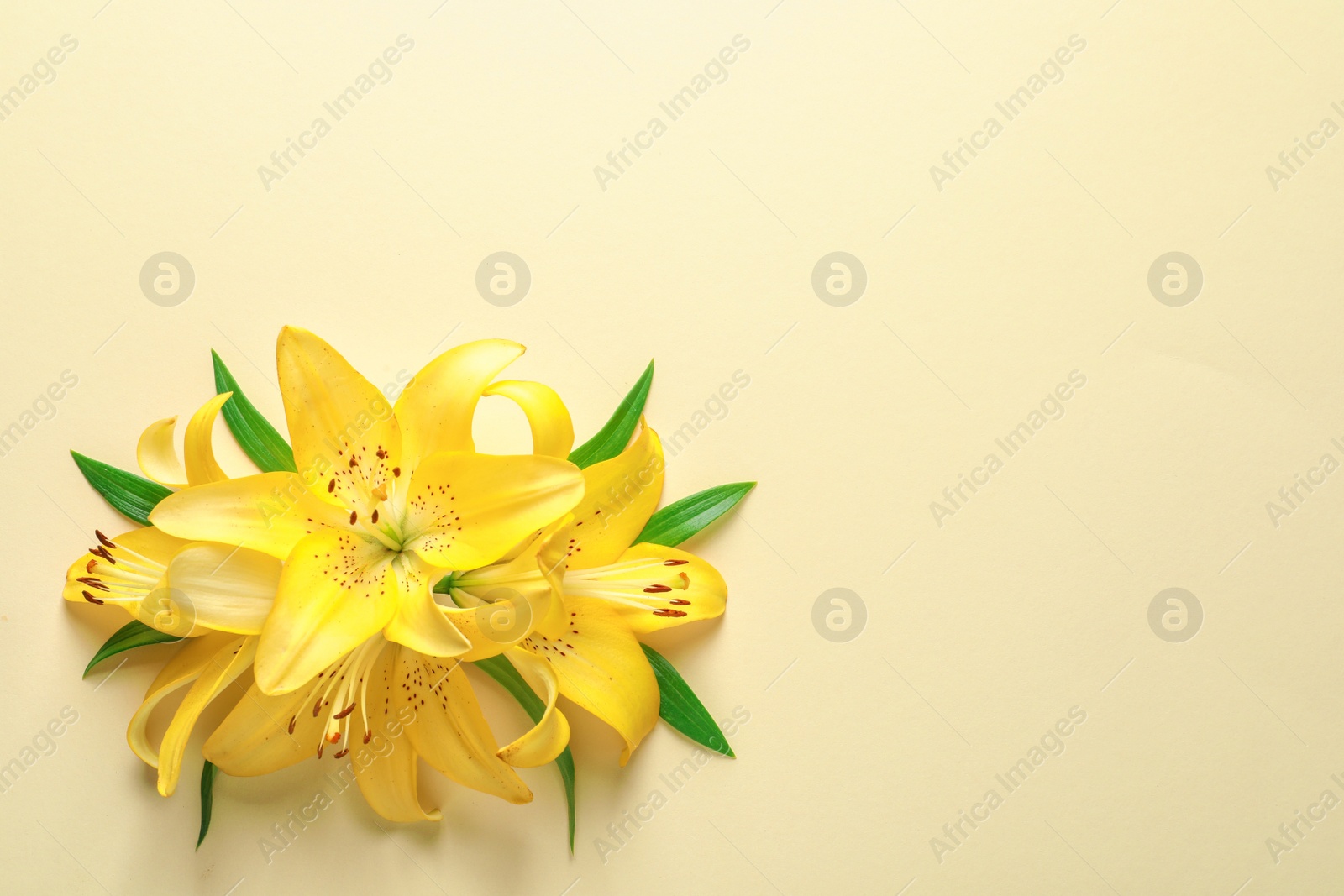 Photo of Composition with beautiful blooming lily flowers on color background