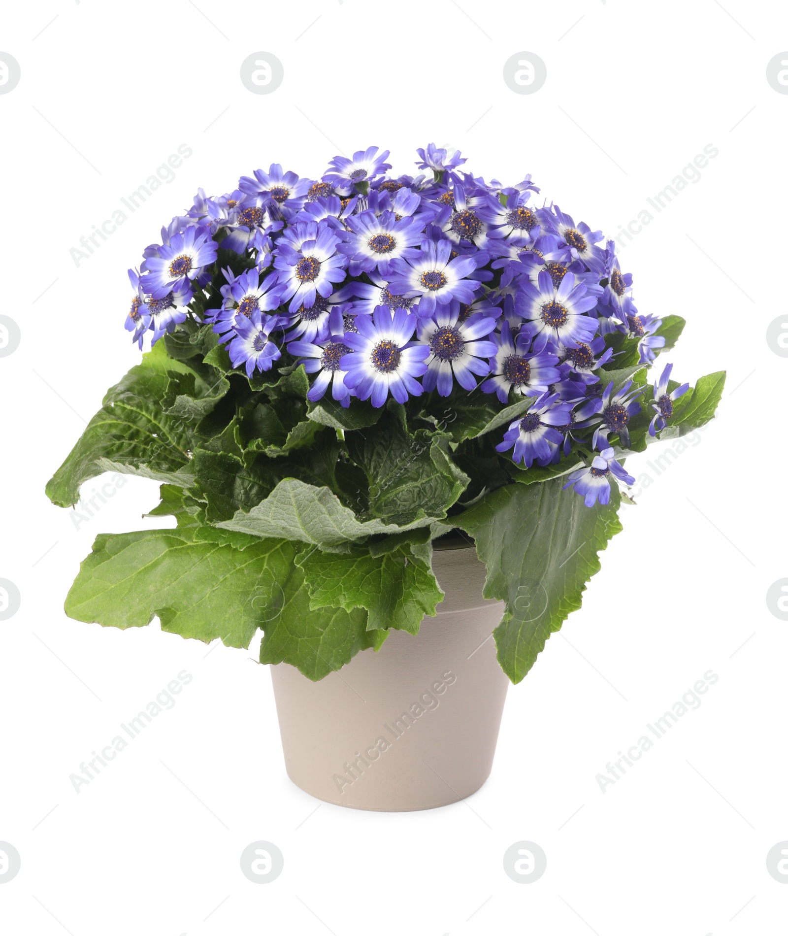 Photo of Beautiful purple cineraria plant in flower pot isolated on white