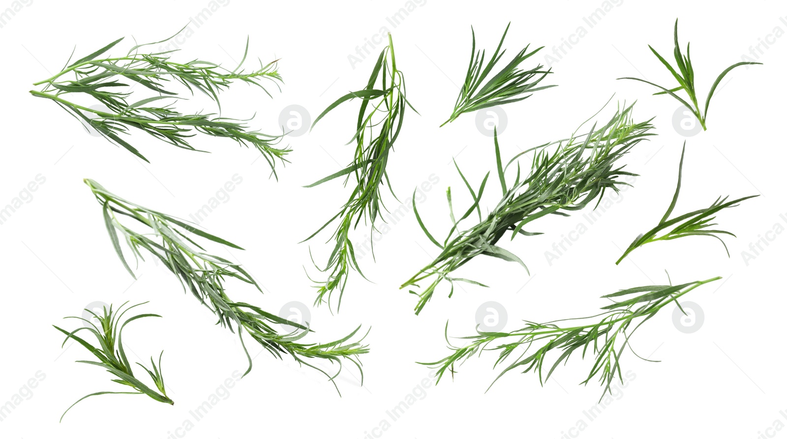 Image of Set with green tarragon isolated on white