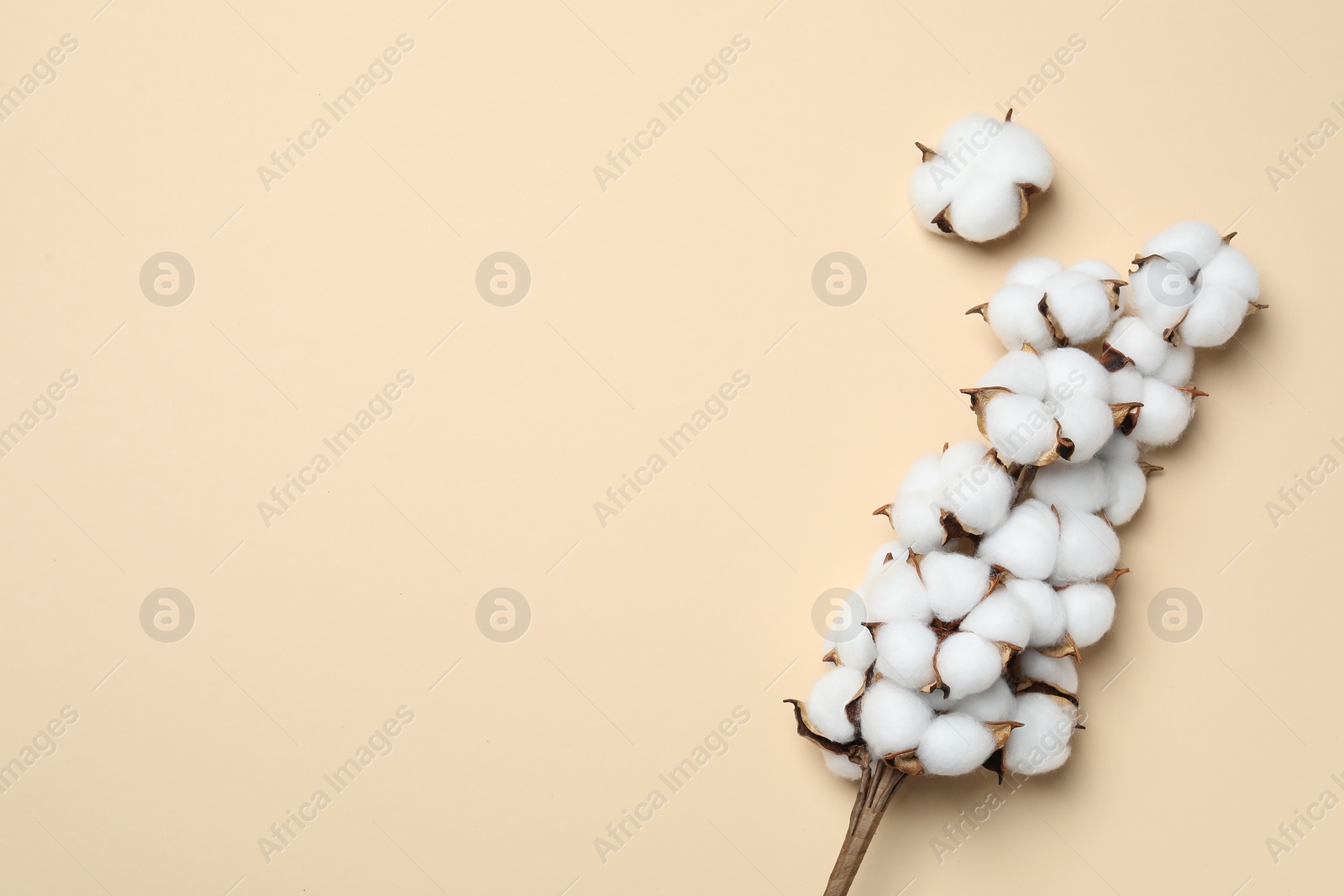 Photo of Beautiful cotton branch with fluffy flowers on beige background, flat lay. Space for text