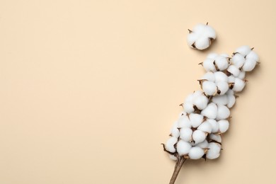 Beautiful cotton branch with fluffy flowers on beige background, flat lay. Space for text