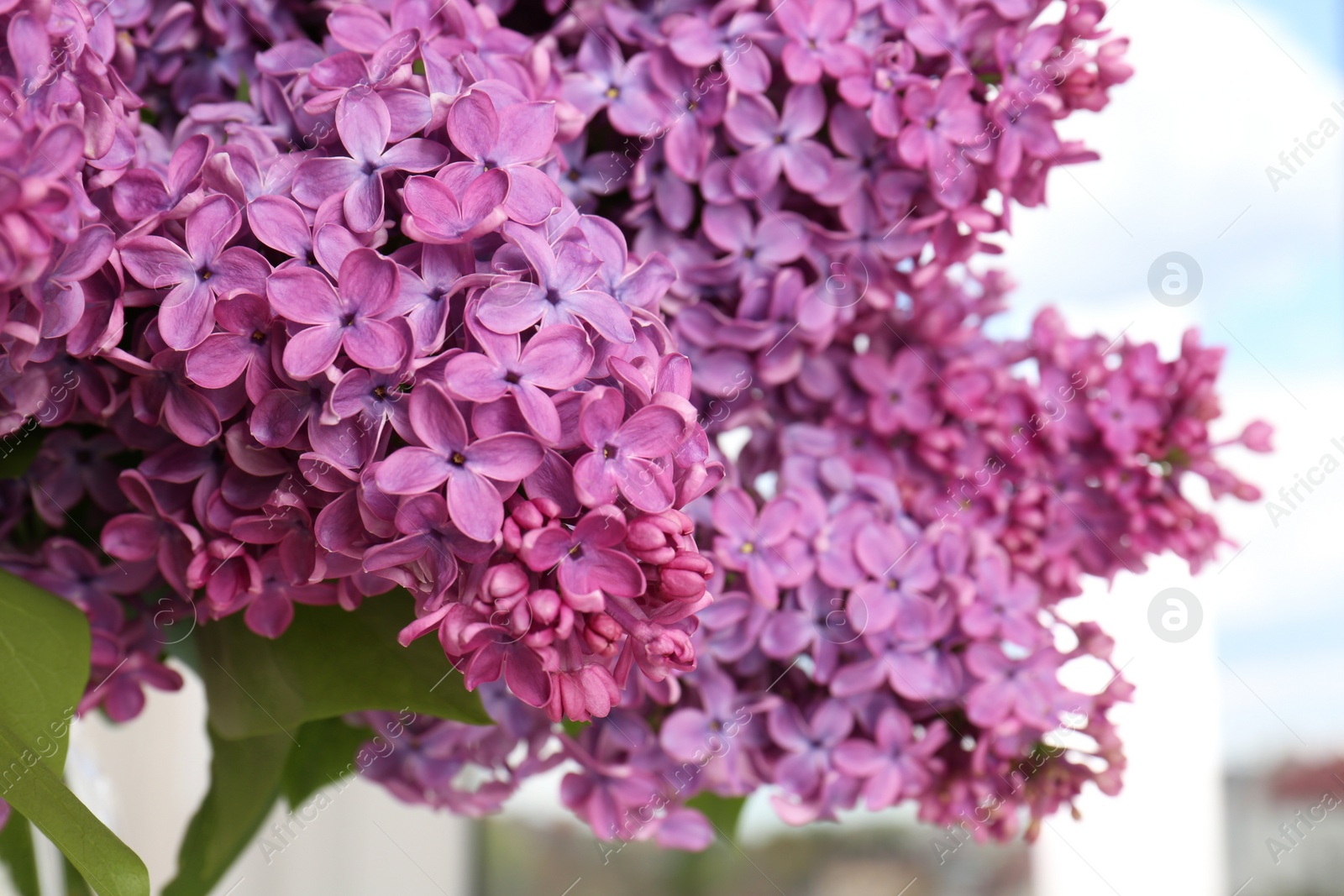 Photo of Beautiful blooming lilac flowers against blurred background, closeup. Space for text