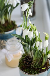 Blooming snowdrops on blurred background. First spring flowers