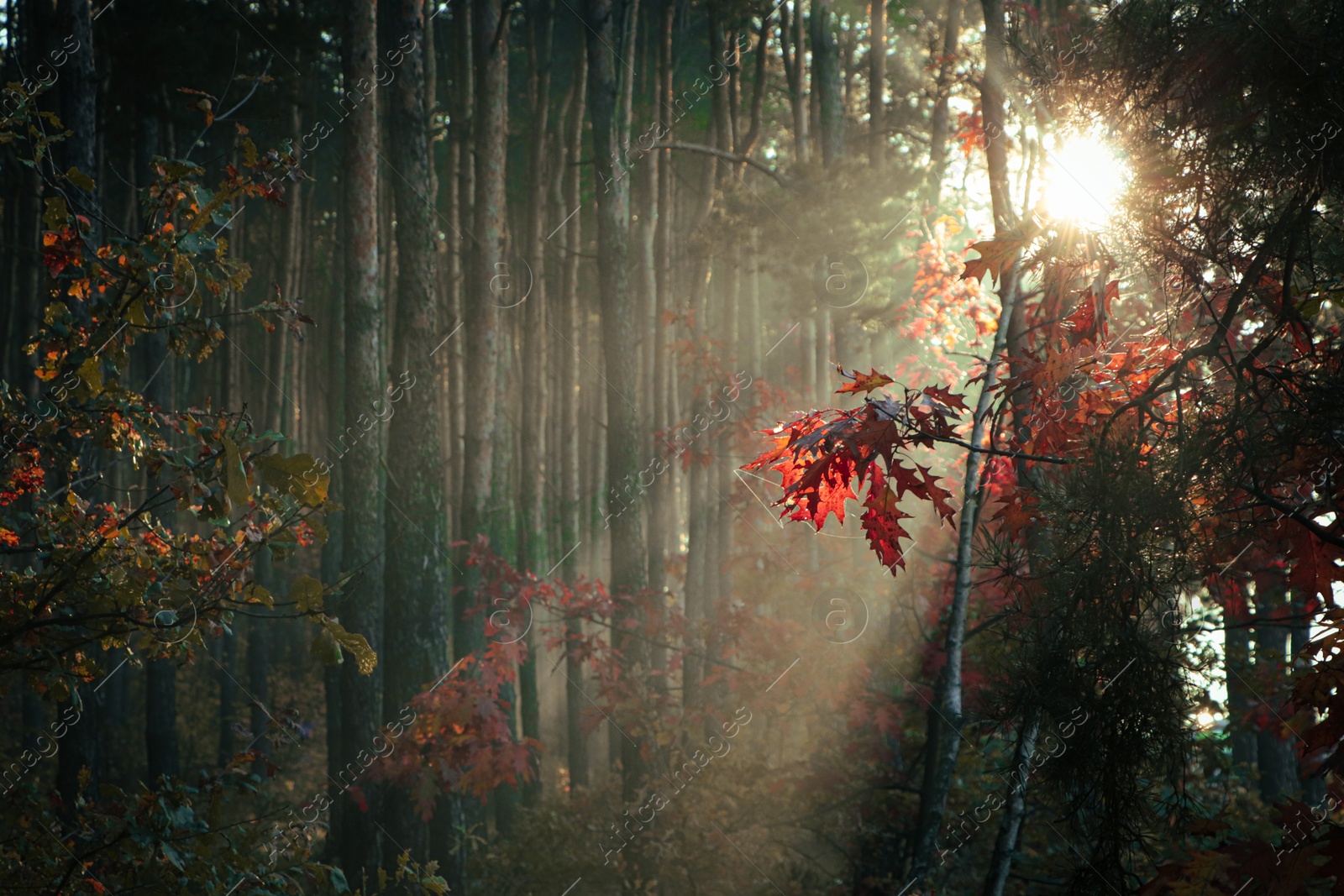 Photo of Majestic view of forest with sunbeams shining through yellowed trees. Autumn season