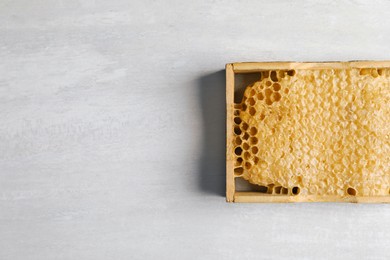 Photo of Honeycomb frame on white table, top view with space for text. Beekeeping tool