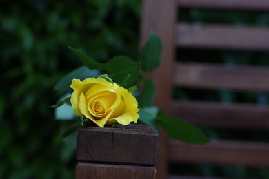 Photo of Beautiful yellow rose on wooden armrest outdoors, closeup. Space for text