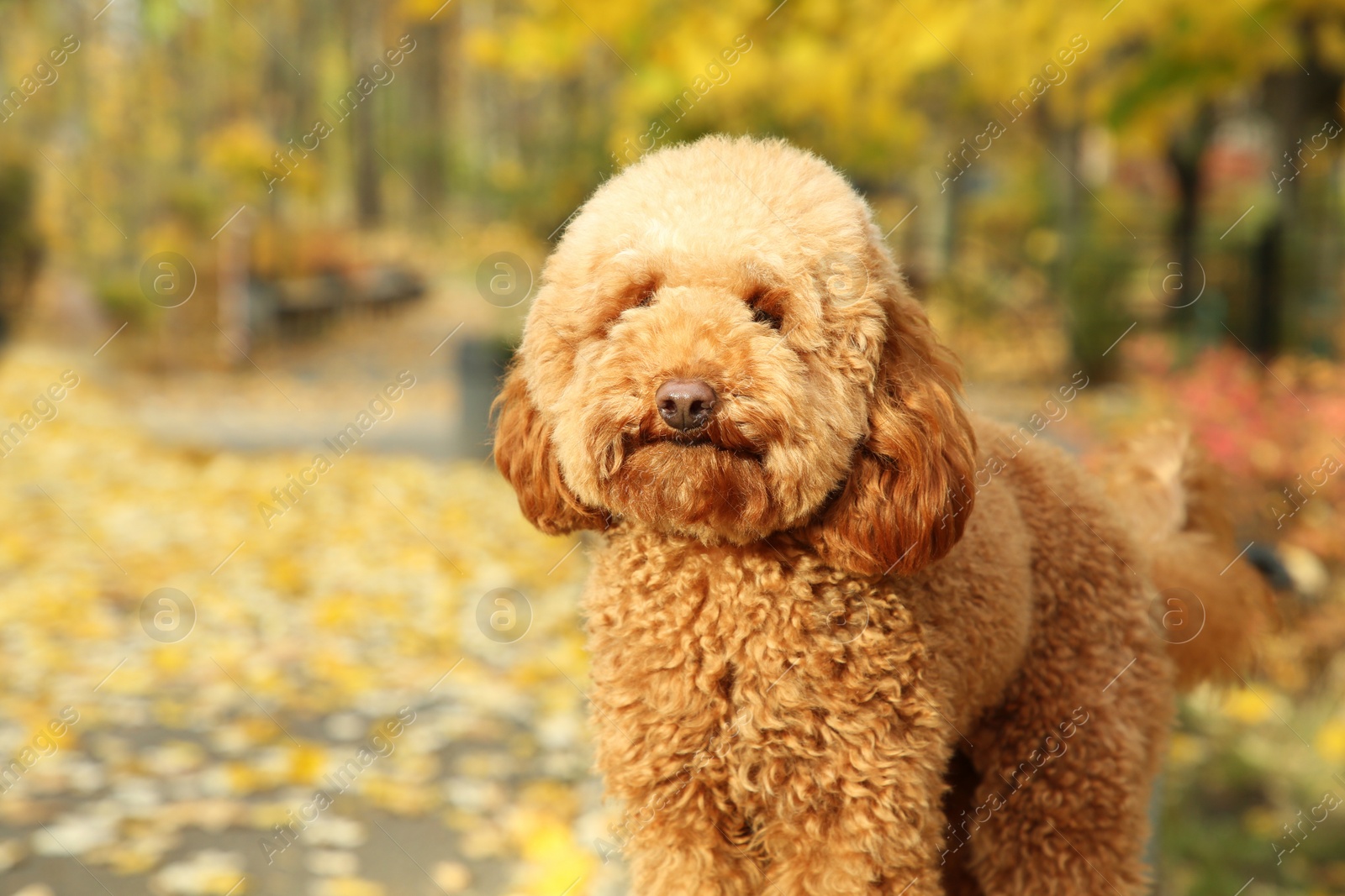 Photo of Cute dog in autumn park, space for text