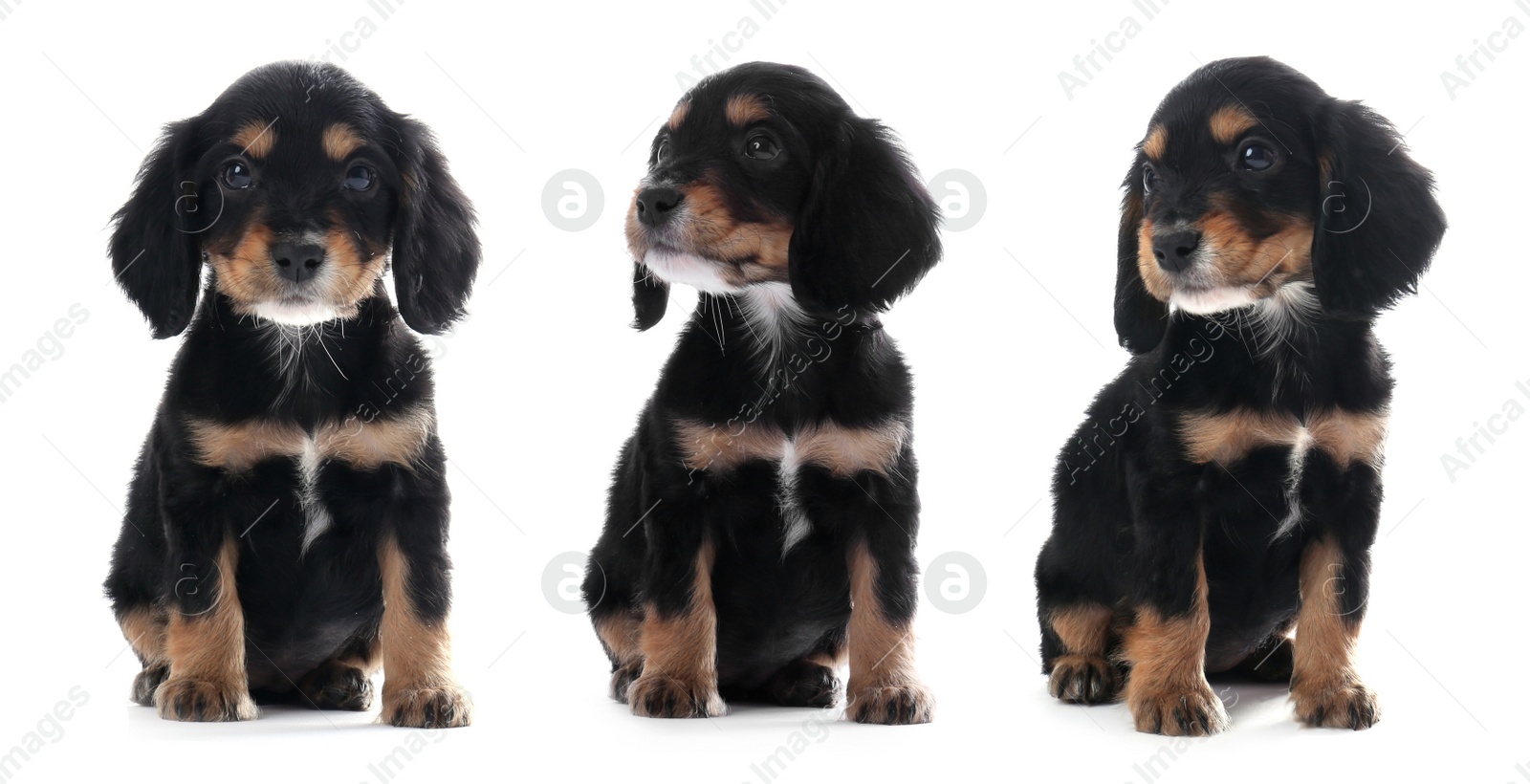 Image of Collage with photos of cute dog on white background. Banner design