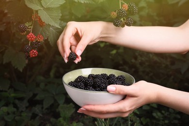 Woman gathering ripe blackberries into bowl in garden, closeup