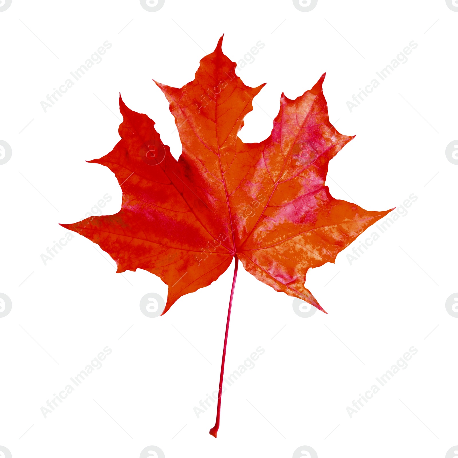 Image of Beautiful red maple leaf isolated on white. Autumn season