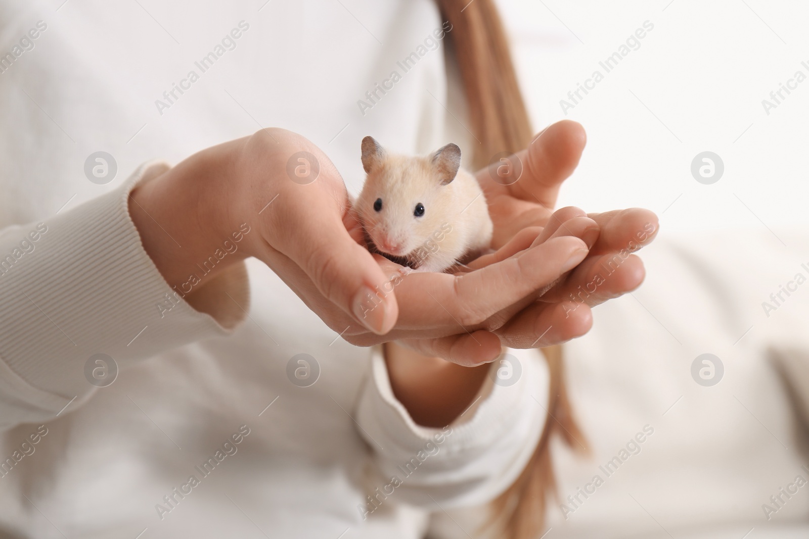 Photo of Woman holding cute little hamster indoors, closeup