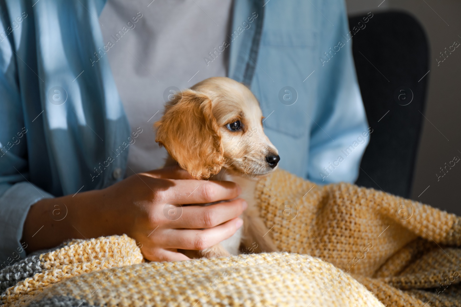 Photo of Owner with cute English Cocker Spaniel puppy, closeup