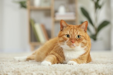 Cute ginger cat lying on carpet at home