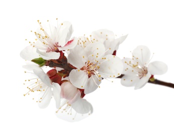 Beautiful fresh spring flowers on white background, closeup