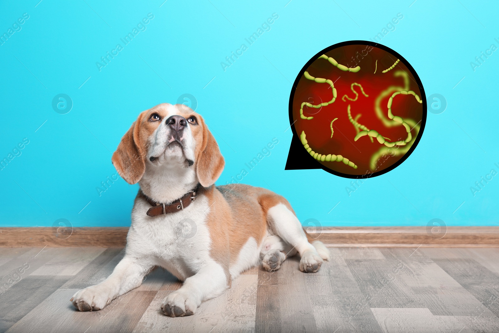 Image of Cute dog and illustration of helminths under microscope at home. Parasites in animal