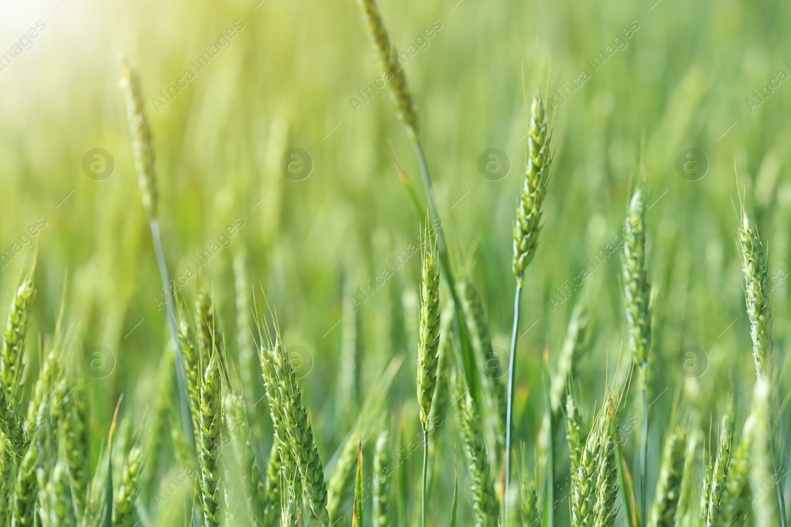 Photo of Wheat field on sunny day. Amazing nature in  summer