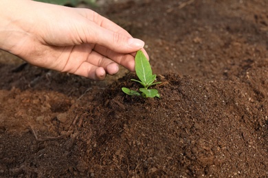 Photo of Woman taking care of seedling in soil, closeup