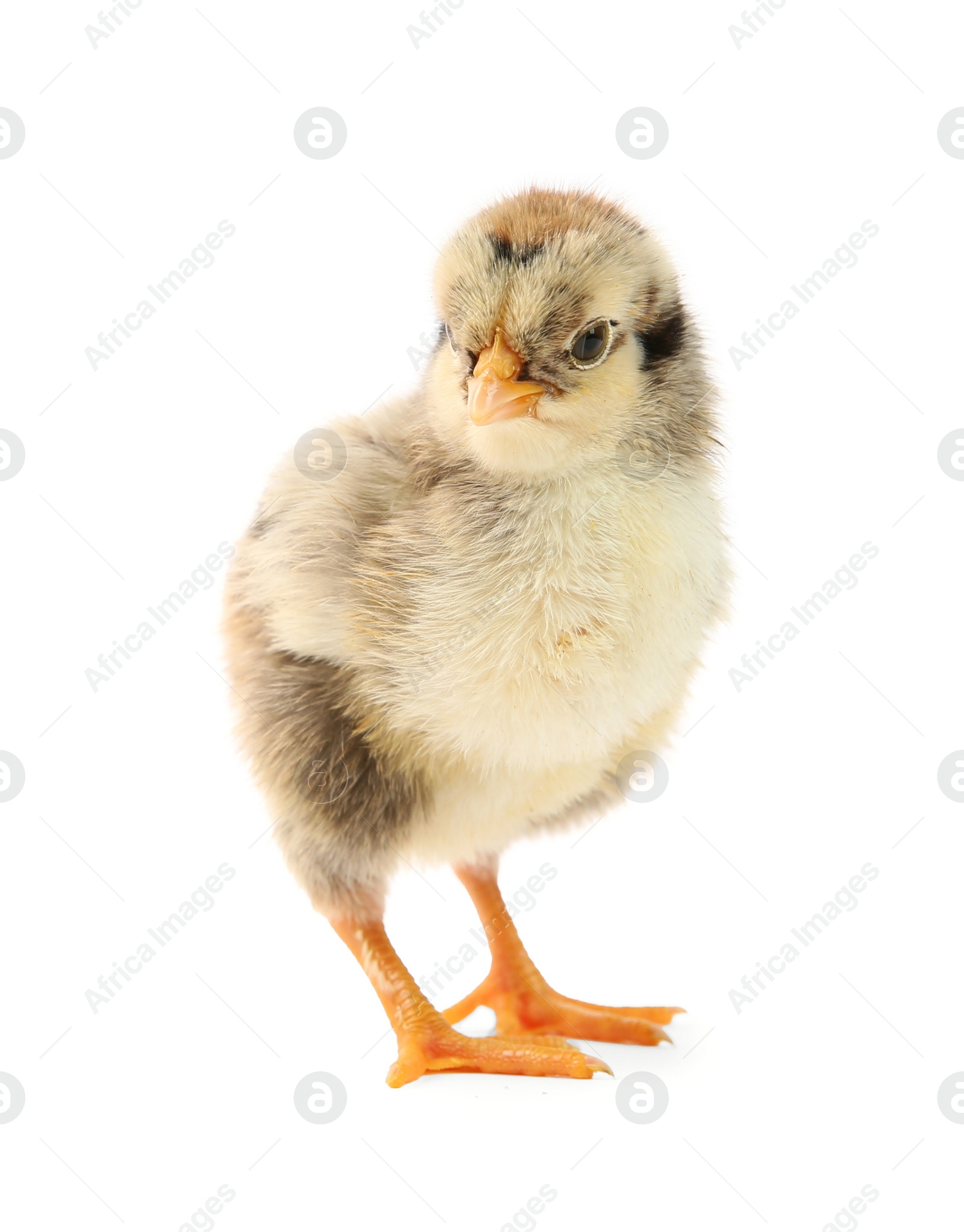 Photo of One cute chick isolated on white. Baby animal