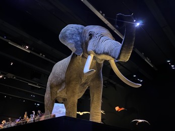 Photo of Big stuffed elephant in museum, low angle view