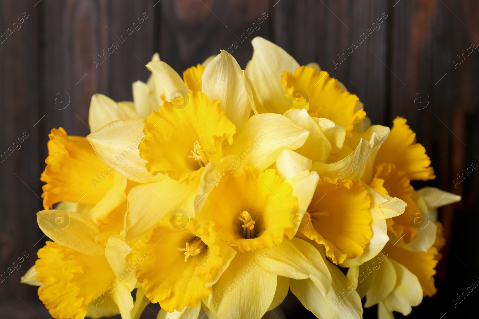 Photo of Bouquet of beautiful yellow daffodils near wall, closeup
